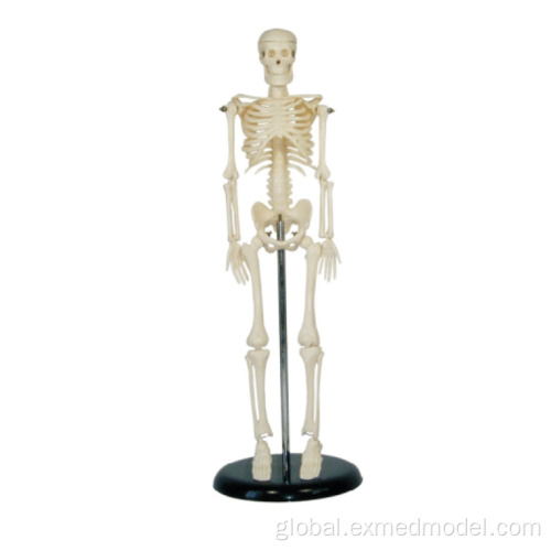 Human Muscular System Model Full-Scale Human Skeleton Replica Supplier